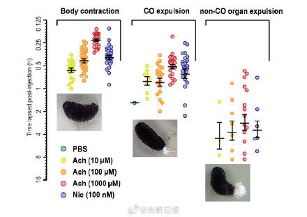 海参为何能吐丝御敌？