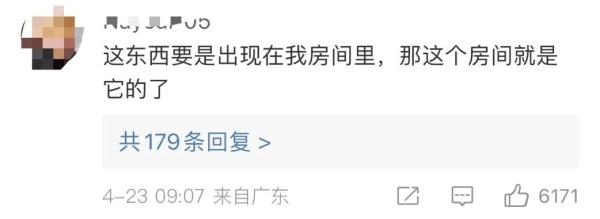 冲上热搜！惊现巨拟叶螽！网友：……