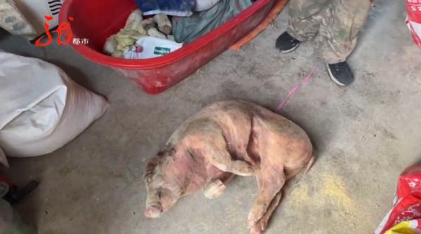 哈尔滨：刚买的40多头猪崽集体死亡……相关单位紧急提醒