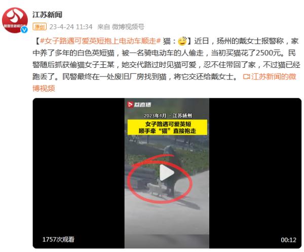 女子路遇可爱英短抱上电动车顺走:见猫可爱,忍不住带回家 女子路遇可爱英短抱上电动车顺走:见猫可爱,忍不住带回家