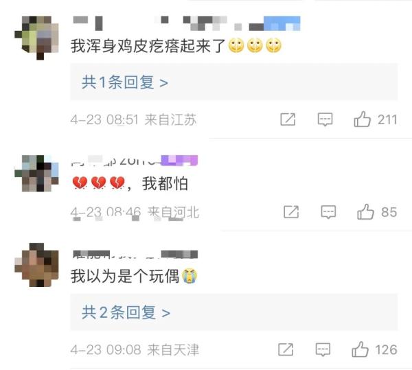 冲上热搜！惊现巨拟叶螽！网友：……