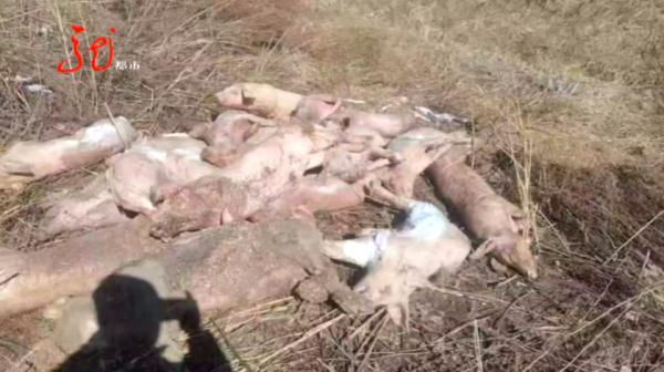 哈尔滨：刚买的40多头猪崽集体死亡……相关单位紧急提醒