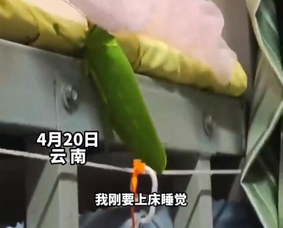 冲上热搜！惊现巨拟叶螽！网友：……
