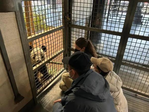 旅美20年的大熊猫“丫丫”即将回国！身体和生活状况最新消息披露