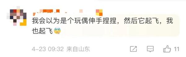 冲上热搜！惊现巨拟叶螽！网友：……