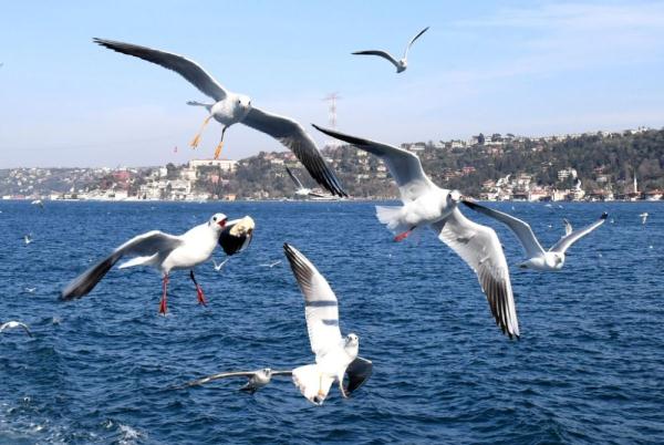 比利时小城举办海鸥叫声模仿赛 比利时小城举办海鸥叫声模仿赛