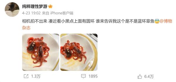 上海寿司店内疑现“蓝环章鱼”，市监部门介入调查