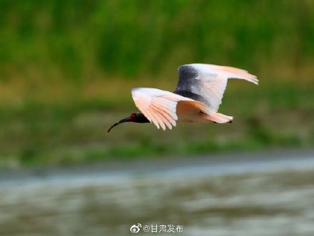 超美!国家一级保护野生动物——朱鹮“落户”白龙江畔 超美!国家一级保护野生动物——朱鹮“落户”白龙江畔