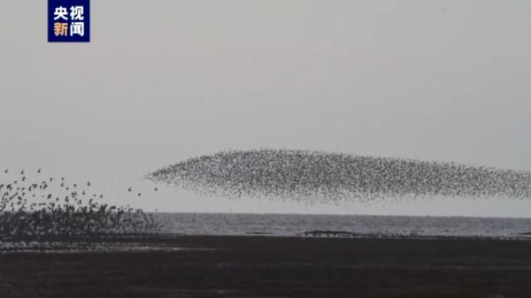 “鸟浪”来袭 与夕阳共舞 大辽河入海口湿地迎候鸟蹁跹至 “鸟浪”来袭 与夕阳共舞 大辽河入海口湿地迎候鸟蹁跹至