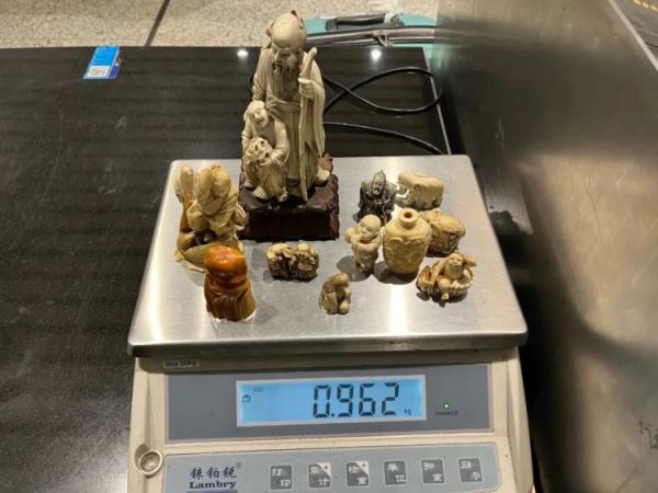 鲸牙与象牙！广州海关查获12件濒危动物牙制品