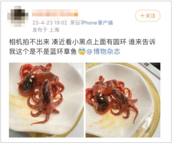 剧毒“蓝环章鱼”再次现身餐厅！这次更险！是“煮熟版”→