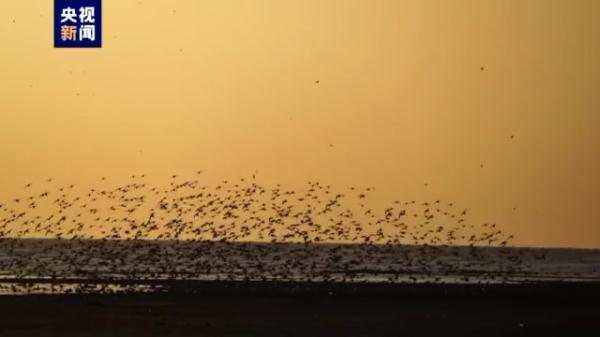 “鸟浪”来袭 与夕阳共舞 大辽河入海口湿地迎候鸟蹁跹至 “鸟浪”来袭 与夕阳共舞 大辽河入海口湿地迎候鸟蹁跹至