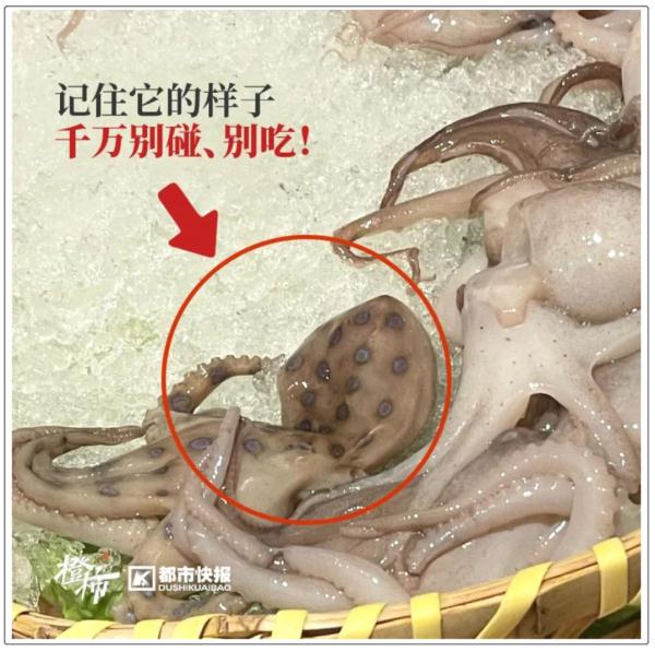 剧毒“蓝环章鱼”再次现身餐厅！这次更险！是“煮熟版”→