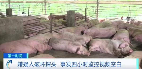 后续来了！200多头猪，出栏前一夜“暴瘦”60多斤！监控录像太蹊跷