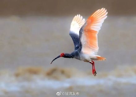 超美!国家一级保护野生动物——朱鹮“落户”白龙江畔 超美!国家一级保护野生动物——朱鹮“落户”白龙江畔