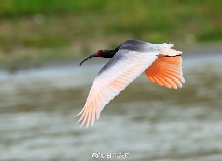 超美!国家一级保护野生动物——朱鹮“落户”白龙江畔 超美!国家一级保护野生动物——朱鹮“落户”白龙江畔