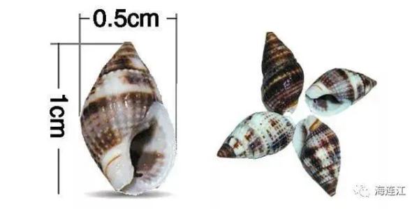 有毒!别吃!福州发出提醒! 有毒!别吃!福州发出提醒!