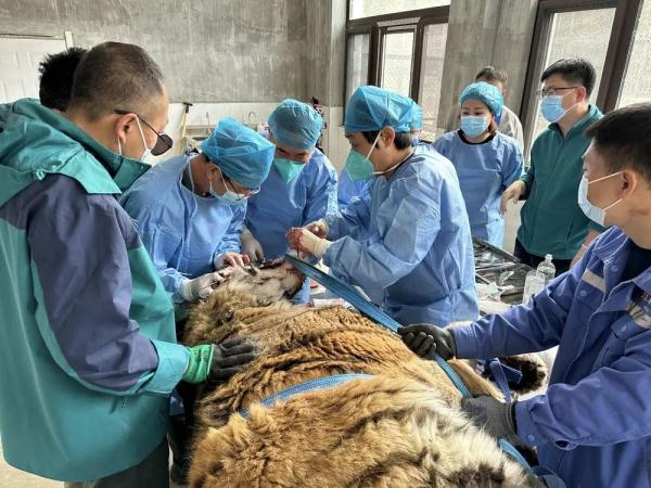 “虎口拔牙”！就在长春