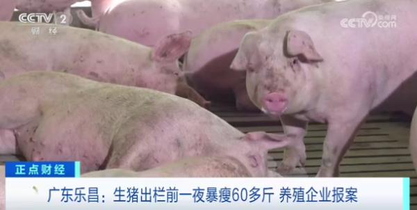 生猪出栏前一夜“暴瘦”60多斤？！养殖企业报案