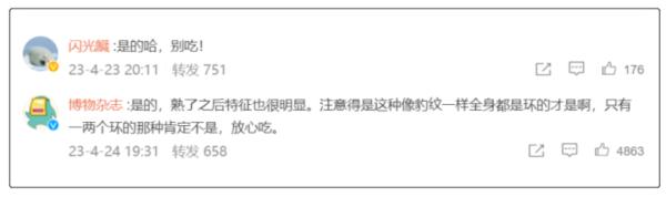 剧毒“蓝环章鱼”再次现身餐厅！这次更险！是“煮熟版”→