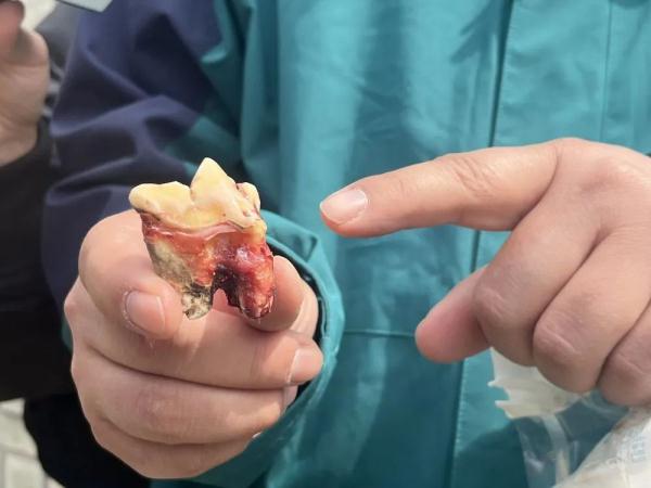 虎口拔牙,老虎的表情亮了 虎口拔牙,老虎的表情亮了