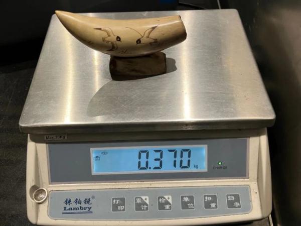 鲸牙与象牙！广州海关查获12件濒危动物牙制品