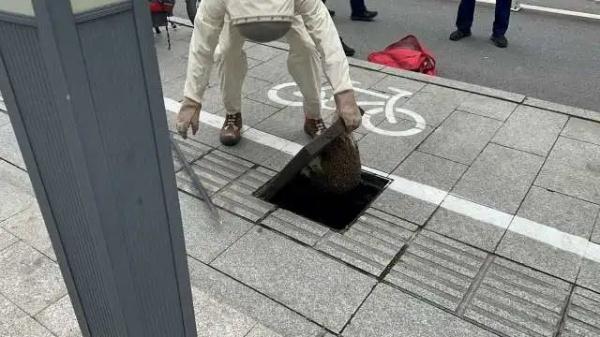 杭州一路面不停飞出虫子！撬开一看头皮发麻……