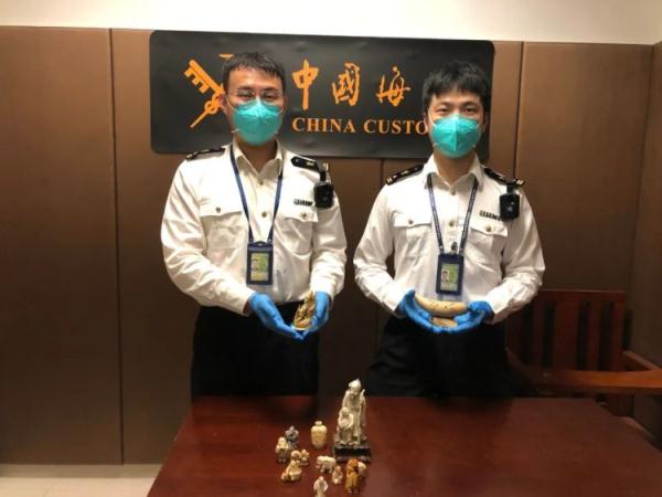 鲸牙与象牙！广州海关查获12件濒危动物牙制品