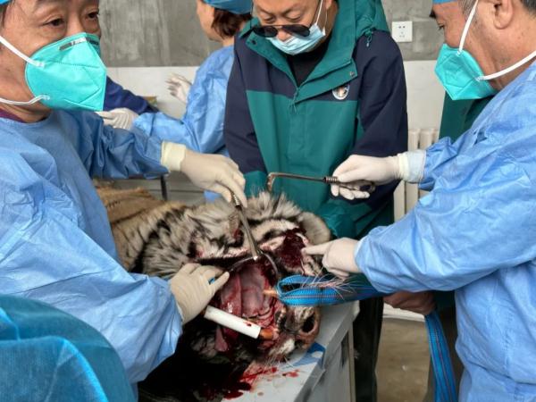 “虎口拔牙”！就在长春