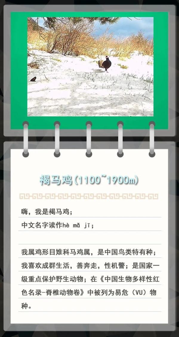 大金雕到小刺猬，毛白杨到筋骨草，北京也是它们的家