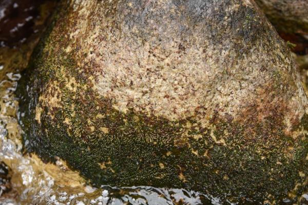 罕见!一濒危植物在这里现身,形态奇特→ 罕见!一濒危植物在这里现身,形态奇特→