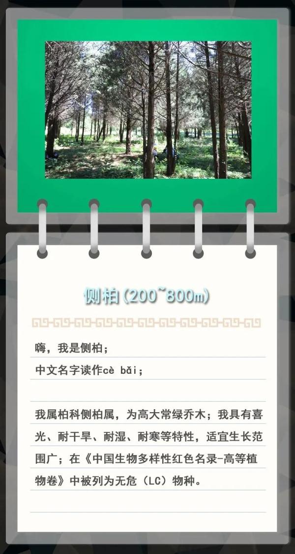 大金雕到小刺猬，毛白杨到筋骨草，北京也是它们的家