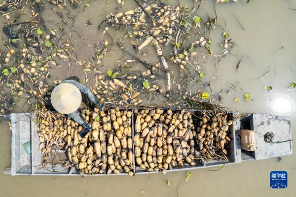 湖南南县：千亩莲藕采挖忙