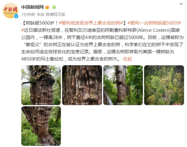 树龄超5000岁！智利或发现世界上最古老的树