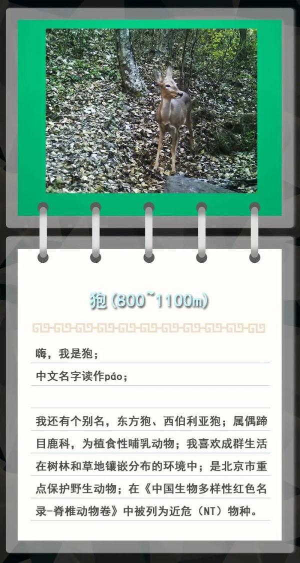 大金雕到小刺猬，毛白杨到筋骨草，北京也是它们的家