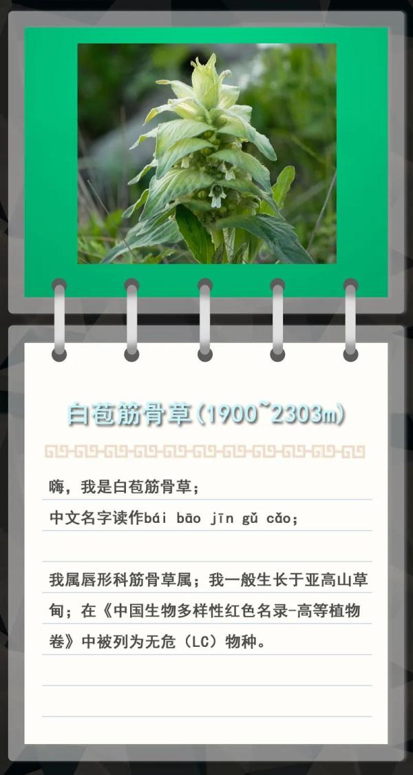 大金雕到小刺猬，毛白杨到筋骨草，北京也是它们的家