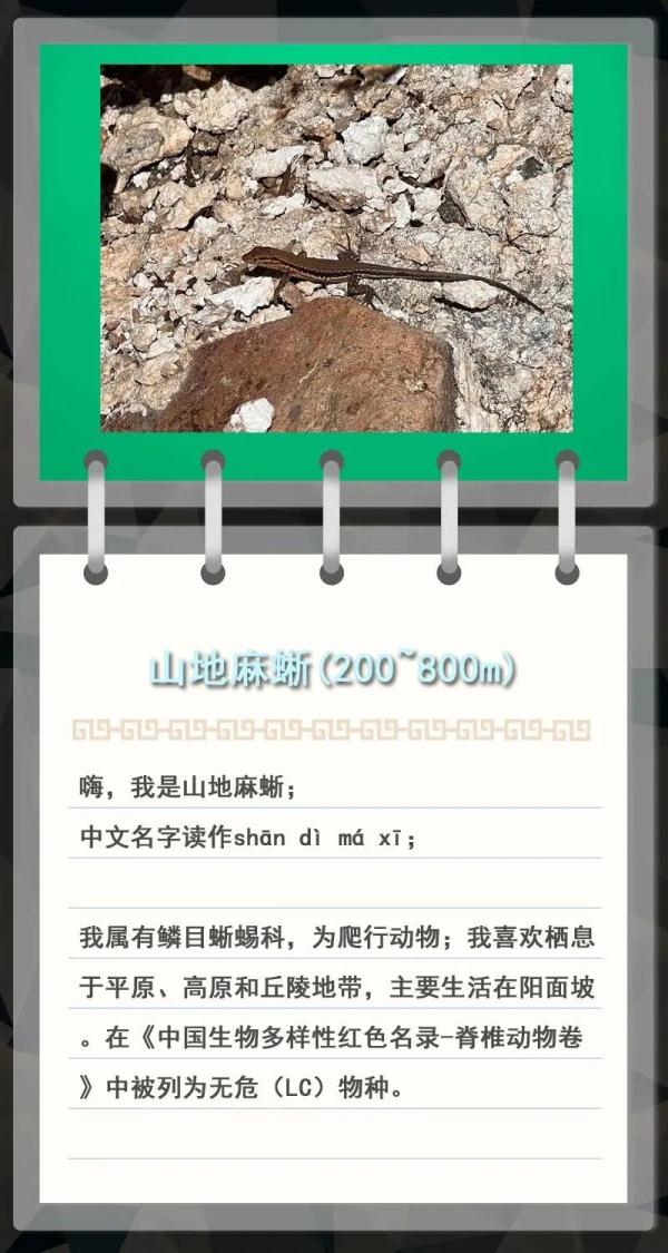 大金雕到小刺猬，毛白杨到筋骨草，北京也是它们的家