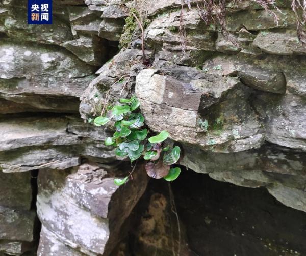 国家一级保护野生植物!重庆万州发现野生荷叶铁线蕨 国家一级保护野生植物!重庆万州发现野生荷叶铁线蕨