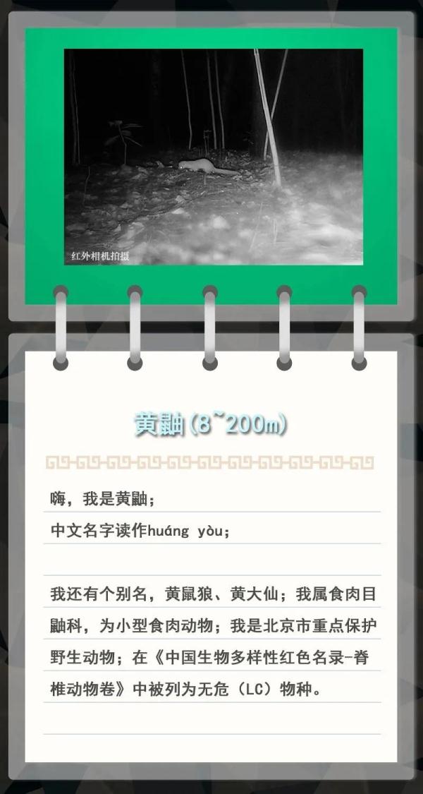 大金雕到小刺猬，毛白杨到筋骨草，北京也是它们的家