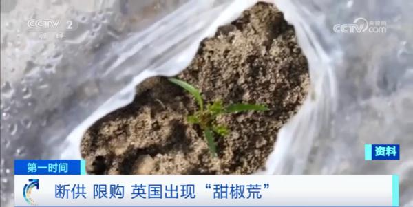 断供！限购！在这里，甜椒竟然不够吃了…