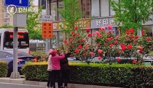 太危险！上海阿姨组团走上车道，只为"鲜花诱惑"？