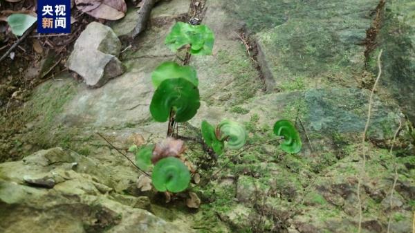 国家一级保护野生植物!重庆万州发现野生荷叶铁线蕨 国家一级保护野生植物!重庆万州发现野生荷叶铁线蕨