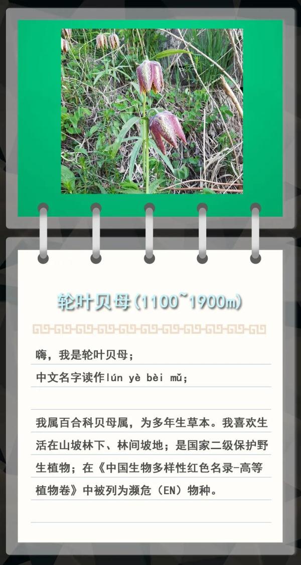 大金雕到小刺猬，毛白杨到筋骨草，北京也是它们的家