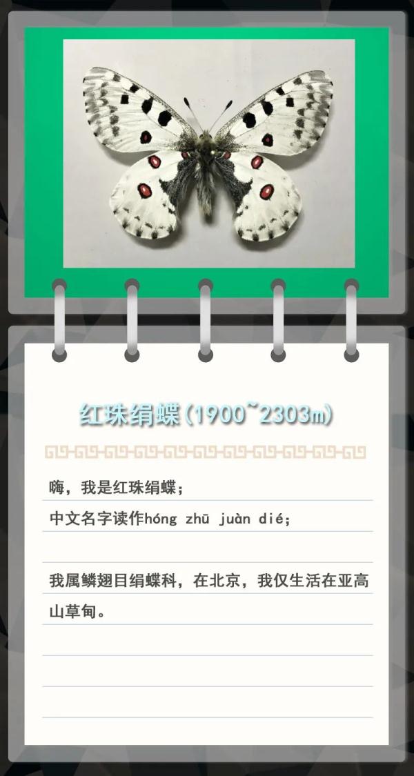 大金雕到小刺猬，毛白杨到筋骨草，北京也是它们的家