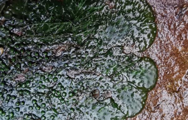 罕见!一濒危植物在这里现身,形态奇特→ 罕见!一濒危植物在这里现身,形态奇特→