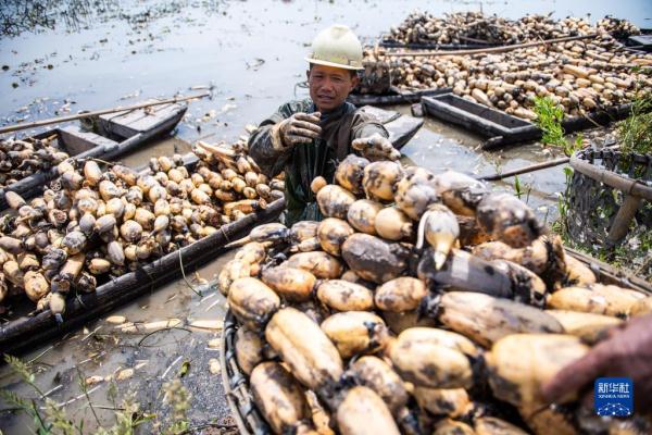 湖南南县：千亩莲藕采挖忙