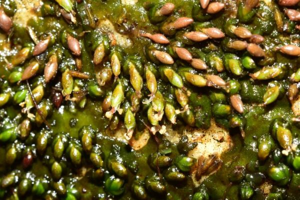 罕见!一濒危植物在这里现身,形态奇特→ 罕见!一濒危植物在这里现身,形态奇特→