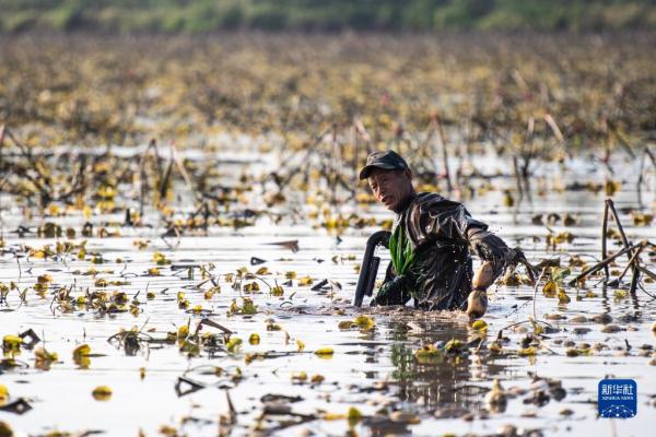 湖南南县：千亩莲藕采挖忙
