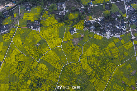 到2025年,四川将建成四大制种优势区,制种面积达30万亩以上 到2025年,四川将建成四大制种优势区,制种面积达30万亩以上