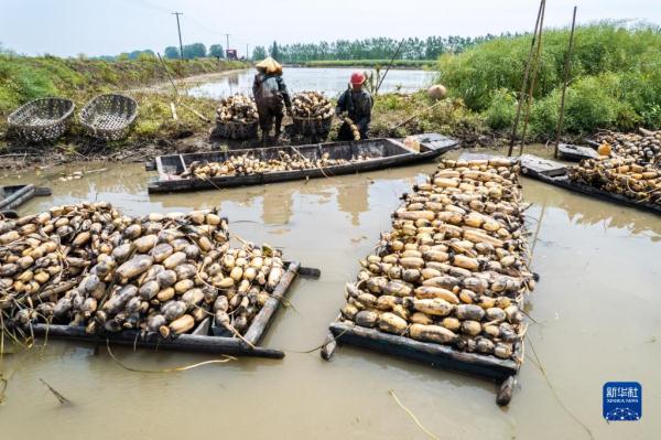 湖南南县：千亩莲藕采挖忙